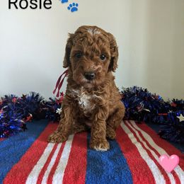 Rosie - female Whoodle puppy in Layton, Utah from Penny's Puppies