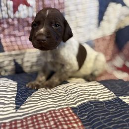 Sally - Liver and white female German Shorthaired Pointer puppy in Story, Wyoming from Piney Island Kennel- AKC GSPs
