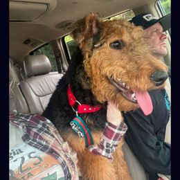 Amelia - Airedale Terrier