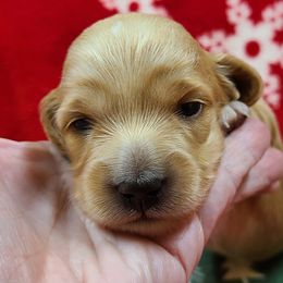 Dachshund Puppies from Owl Hollow Farm Miniature Dachshunds