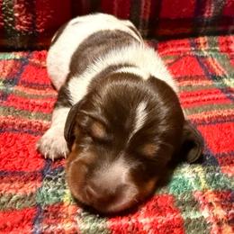 Female 1 - Chocolate and tan female Dachshund puppy in Bakersfield, California from Open Hourglass LLC