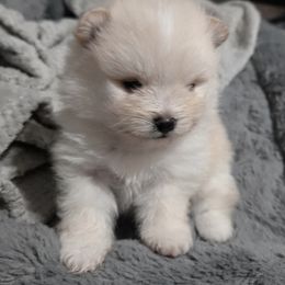 Pomeranian Puppies from Ruby's Pomeranians
