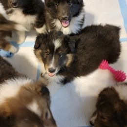Shetland Sheepdog Puppies from Highland Shelties