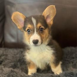 EK M1 - Black and tan male Pembroke Welsh Corgi puppy in Stockton, Iowa from Infinity Corgis