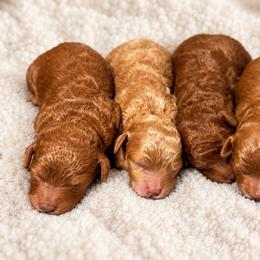 The Little Gentleman - Red  male Poodle puppy in Davie, Florida from Dave Poodles