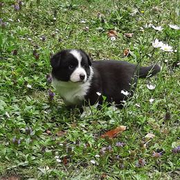 Cardigan Welsh Corgi Puppies from Dragonfly Cardigans