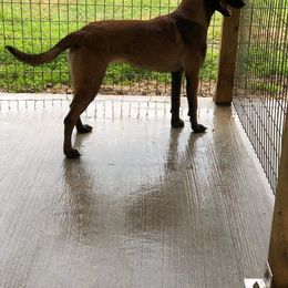 Belgian Malinois All Grown Up from Liberty Malinois
