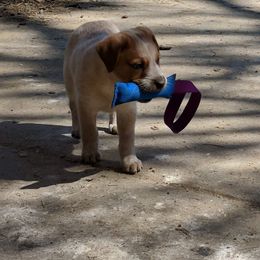 Australian Cattle Dog Puppies from FullMoon Cattle Dogs