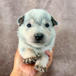Gabe - Blue male Australian Cattle Dog puppy in Sahuarita, Arizona from A2 Australian Cattle Dogs