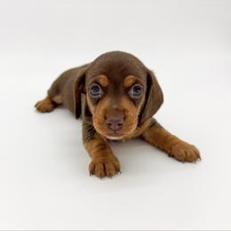 Cupid - Chocolate and tan male Dachshund puppy in Waddell, Arizona from Neu Doxies