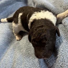 Okra - Chocolate male Labradoodle puppy in Somerset, California from Annie’s Animals