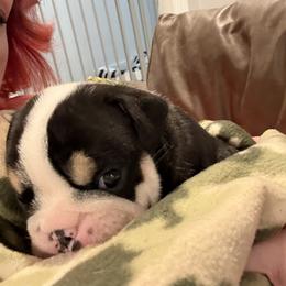 Bulldog Puppies from Bulldog's 4 Brothers