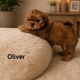 Bradford - Red male Shih Tzu puppy in Kettering, Ohio from The Ruff Life Tribe