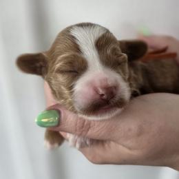 Clover - Red  female Goldendoodle puppy in Decatur, Tennessee from Diamond's Doodles