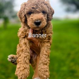 Banner - Red  male Goldendoodle puppy in Red Oak, Iowa from Fisher Pups-Stay Golden with a Doodle
