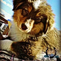 Australian Shepherd, Miniature American Shepherd, and Miniature Australian Shepherd Puppies from Copper Sky Aussies & Mini American Shepherds