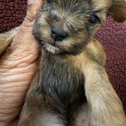 Girl 1 - Black gold and white female Shorkie puppy in Florida from Shih tzus and Shorkies Galore