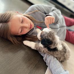 Aussiedoodle, Bernedoodle, Goldendoodle, and Poodle Puppies from Teddy Doodles & Standard Poodles