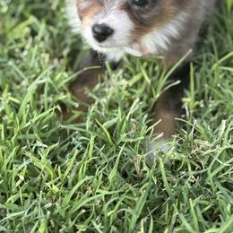 Toy Australian Shepherd Puppies from Carlsbad Toy Aussies