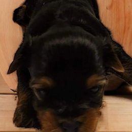 Yorkshire Terriers from Crimson Kisses