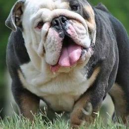 Sydney - Bulldog