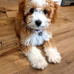 Assorted Doodle Crosses Puppies from Real Blue Sky Sheltidoodle Puppies