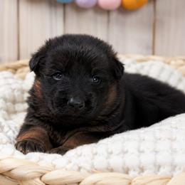 Orange Collar - Male - Black and red male German Shepherd puppy in Charlotte, North Carolina from Zuflucht K9s