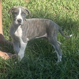 Brick - Blue brindle male Great Dane puppy in Florida from Beachside Kennels