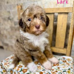 Lark - Merle female Bernedoodle puppy in Midland, Michigan from Northern Charm Farm