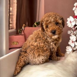 Riah - Red  female Poodle puppy in Davie, Florida from Dave Poodles