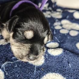 Bellatrix Guardian Or Companion Home - Black and silver female Miniature Schnauzer puppy in Atascadero, California from Zion Miniature Schnauzers