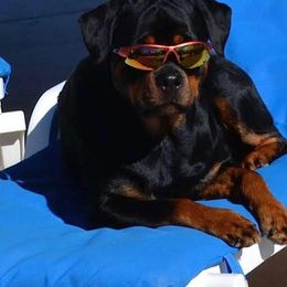 Rottweilers from Twin Creeks Rottweilers