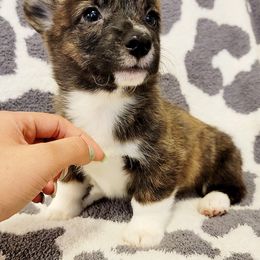 American Corgi and Pembroke Welsh Corgi Puppies from Koko's Kennels