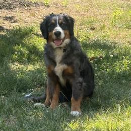 Max - Bernedoodle