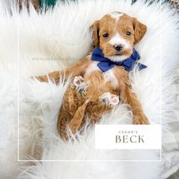 B E C K - Red  male Goldendoodle puppy in Cedar City, Utah from Cedar Doodles- Home of the Teddybear Goldendoodle