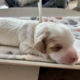 Sneezy - Brown and white male Cockapoo puppy in Adrian, Oregon from ApplebyFarm