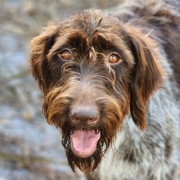 Bex - Wirehaired Pointing Griffon