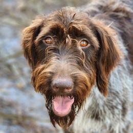 Bex - Wirehaired Pointing Griffon
