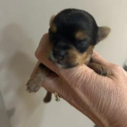 Tiny Traditional boy - Blue and gold male Yorkshire Terrier puppy in Hot Springs, Arkansas from Weslynn Kennels