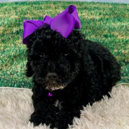 Dorthy - Black female Poodle puppy in Lancaster, Missouri from Cavapoo Acres