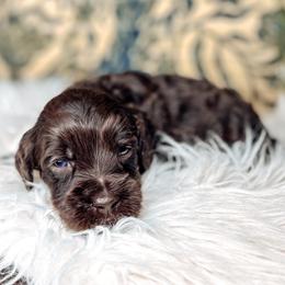 Black Collar - Lord Benedict - Chocolate male Australian Labradoodle puppy in Decatur, Alabama from Southern Meadows Doodles