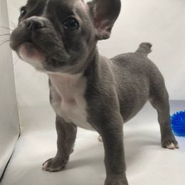 Sasha - White and brindle French Bulldog puppy in Kansas City, Missouri from Feuer Frenchies