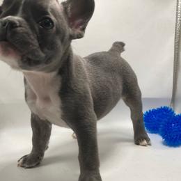 Sasha - White and brindle French Bulldog puppy in Kansas City, Missouri from Feuer Frenchies