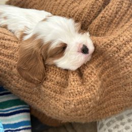 Frosty - Blenheim male Cavalier King Charles Spaniel puppy in Huntington Beach, California from Russell Cavailers