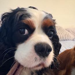 Charlie - Cavalier King Charles Spaniel