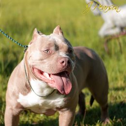 American Bullies from Noble South Bullies