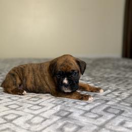 Boy 2 - Brindle male Boxer puppy in Prestonsburg, Kentucky from Bre’s Boxers