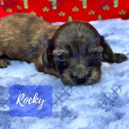 Rocky - Brindle male Dachshund puppy in Onalaska, Texas from Smokey Pines Dachshunds