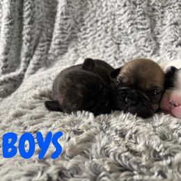 French Bulldog Puppies from Peek Frenchie Babies