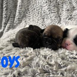 French Bulldog Puppies from Peek Frenchie Babies